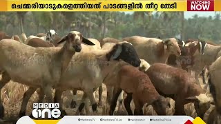 ചെമ്മരിയാടുകൾ മേയുന്ന ​ഗ്രാമം; പാലക്കാട്ടെ കൊയ്ത്ത് കഴിഞ്ഞ പാടങ്ങളിൽ തീറ്റ തേടി ചെമ്മരിയാടുകൾ