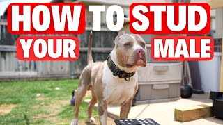 How to STUD your MALE?!?!? (Dog Breeding)