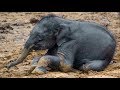 Baby Elephant playing - Pinnawela Sri Lanka