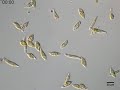 euglena