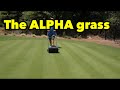 Bermudagrass Basics Beginner Lawn Care