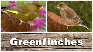 Greenfinch Birds