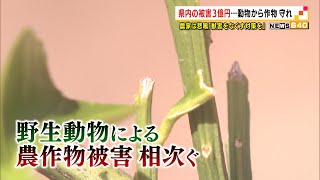 静岡県内の被害３億円　動物から作物守れ