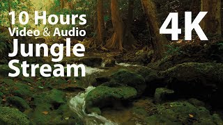 4K UHD 10 hours - Jungle Stream - mindfulness, ambience, relaxing, meditation, nature