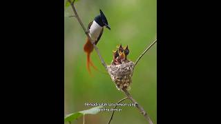 Burung Cantik Bersuara Merdu, Tapi Namanya Serem #shortvideo #burung