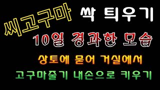 [텃밭농부.917]  10일이 경과 한 씨고구마 씩틔우기 모습 #고구마줄기 재배 #고구마재배