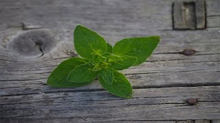 Oregano: Eine der wertvollsten Heilpflanzen, die es gibt!