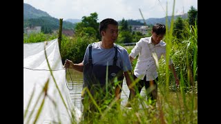 Huanong Brothers: Bought a net cage and keep the snakehead fish inside. It saves a lot of work.