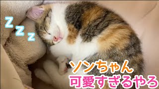 【保護した子猫ソンちゃん】体調も良くなったのでウイルス検査に行ってきました！！