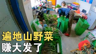 林区最赚钱的黄金时节，遍地山野菜，一百多斤下山就被包圆了【环华行913】