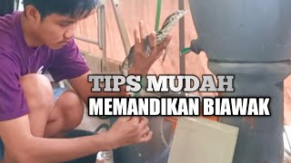 Cara Mudah Memandikan Biawak