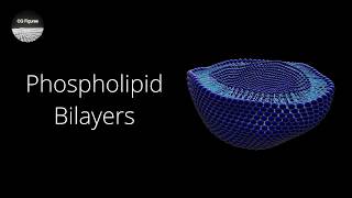 How to Make Phospholipid Bilayers and Cells in Blender 2.8