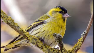 CD CHANT du TARIN des AULNES  | carduelis spinus | Chant d'oiseau