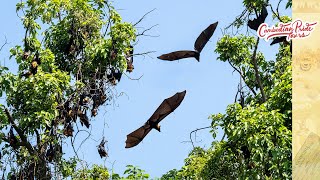 Koh Trong Island, Kratie Cambodia - Megabat (Fruit Bat)