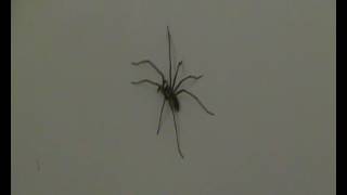 A.K.5000 Common House Spider