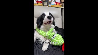 大家期待的小型犬玩具礼包来啦～～这组比较适合小型犬或者幼犬哦