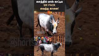 Six Pack Bull | Fun Moment | Jallikattu 2025 : Avaniyapuram Jallikattu | Bulls | Sun News