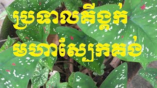 ប្រទាលគីង្គក់​មហាស្បែកគង់ស្បែកស្វិតសំរាប់មនុស្សសម័យបូរាណ