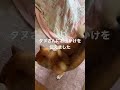 お出かけするのが嬉しい柴犬