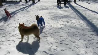 柴犬ポチの日常　043　軽井沢・雪のドッグラン