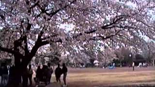 1993年 ときわ台桜まつり Tokiwadai Sakura Festival 930404