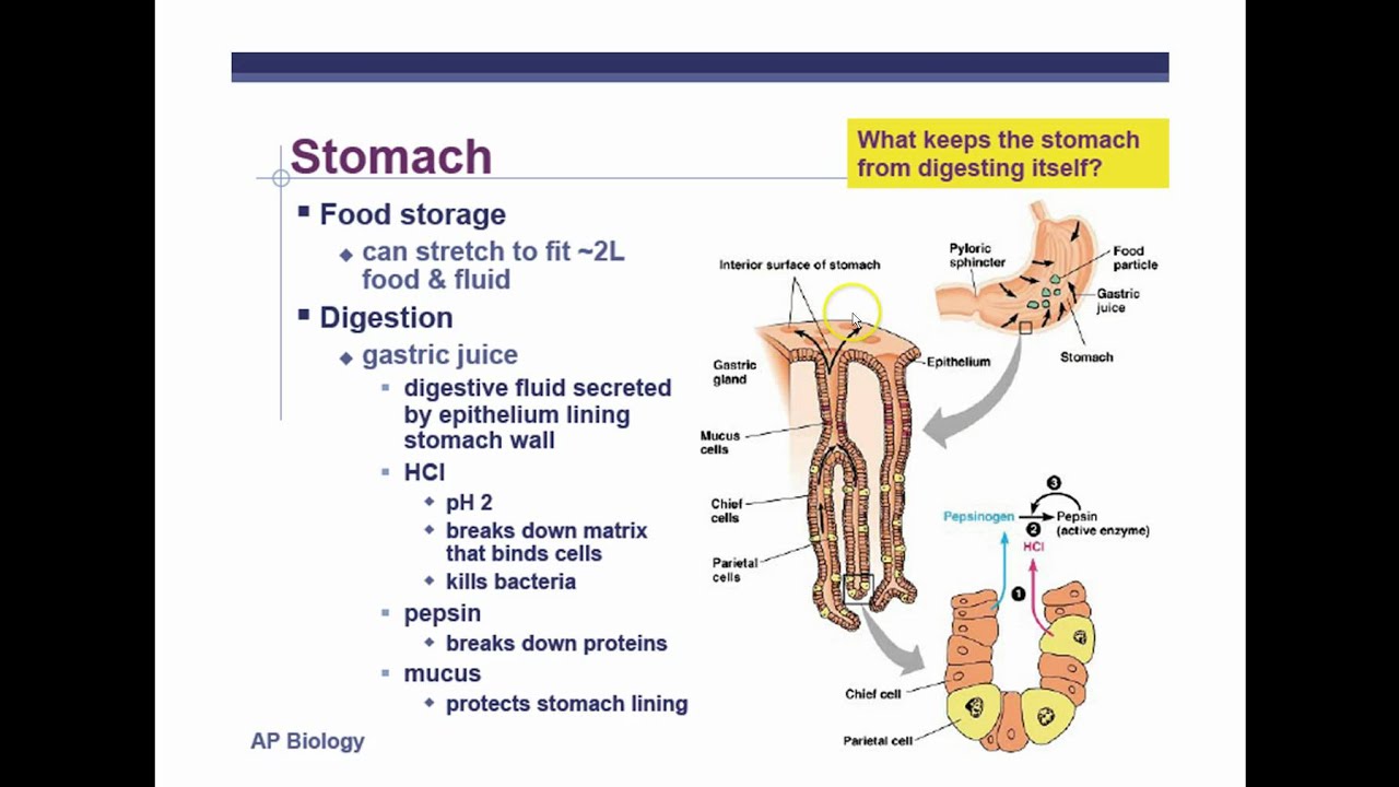 AP Biology Chapter 41 Animal Nutrition Part 3 - YouTube