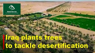 Iraq Plants trees to tackle desertification