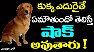 బయటకు వెళ్ళేటప్పుడు కుక్క ఎదురైతే ఎమౌతుందో తెలిస్తే షాకవుతారు ! || #KukkaYeduraite