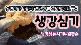 4월작물 생강심는 시기와 방법