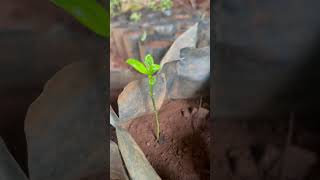 Growing Kokam plant from seeds #nature #shorts #youtubeshorts