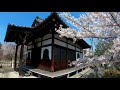 kyoto cherry blossoms