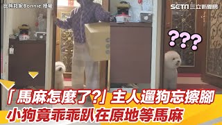 「馬麻怎麼了？」主人遛狗忘擦腳 小狗竟乖乖趴在原地等馬麻｜三立新聞網 SETN.com