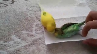 Parrot defends his dead friend = (