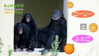 【東山動植物園公式】ローリーとふたご《 チンパンジー 》