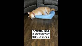 寝てるだけで心配になる主ママ #柴犬 #自己免疫疾患#shorts