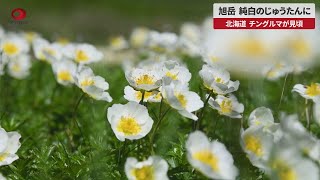 【速報】旭岳、純白のじゅうたんに 北海道、チングルマが見頃