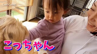 こっちゃんが遊びに来たよ！【ヨークシャーテリア専門犬舎チャオカーネ】