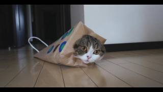 いろいろな紙袋とねこ。-Various paper bags and Maru.-