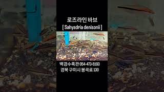 [구미백경수족관] 로즈라인 바브 [ Sahyadria denisonii ] [구미김천수족관][김천혁신도시수족관]