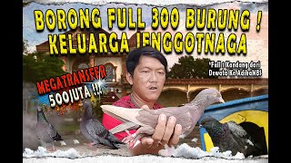 WOW! BORONG BAPAK-IBU,KAKEK-NENEK DAN ADIK-ADIK JENGGOTNAGA FULL 1 KANDANG TOTAL 300 BURUNG...