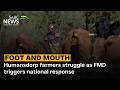 Foot-and-Mouth | Humansdorp farmers struggle as FMD triggers national response