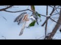 【4k】crested kingfisher　ヤマセミ