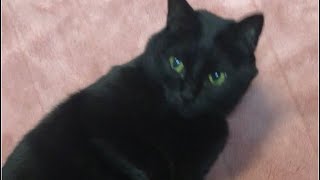 black-cat🐈‍⬛歩こうでごろん（さんぽ）黒猫バロン【#Shorts】