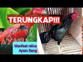 Manfaat Penting bawang Merah untuk ayam laga