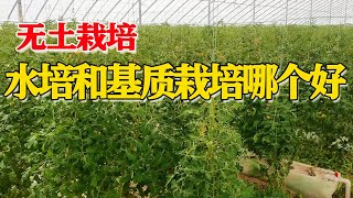 很多人犹豫不决，不知道水培与基质栽培哪个好？其实各有所长！【付老师种植技术团队官方频道】