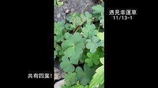 遇見幸運草3 Raquel's Magic चार मुखी तिपतिया 四葉草 幸運草 酢漿草