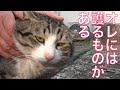 猫一族のボス猫、街の祠を護る猫となる The crossroads of the boss-cat 'Leota'