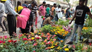 V654 উফ জবা দেখে মন ভরে গেল সাকুলেন্ট গোলাপ আর মাত্র দশ টাকাতেও গাছ পাবেন Galiff Street Plant Market