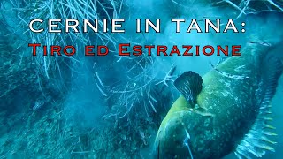 PescaSub: CERNIE IN TANA-TIRO ed ESTRAZIONE [Mediterranean Spearfishing]