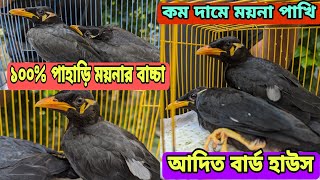 কম দামে ময়না পাখির বাচ্চা || পাহাড়ি ময়নার বাচ্চা দাম || আদিত বার্ড হাউস || মিরপুর পাখির দোকান ||